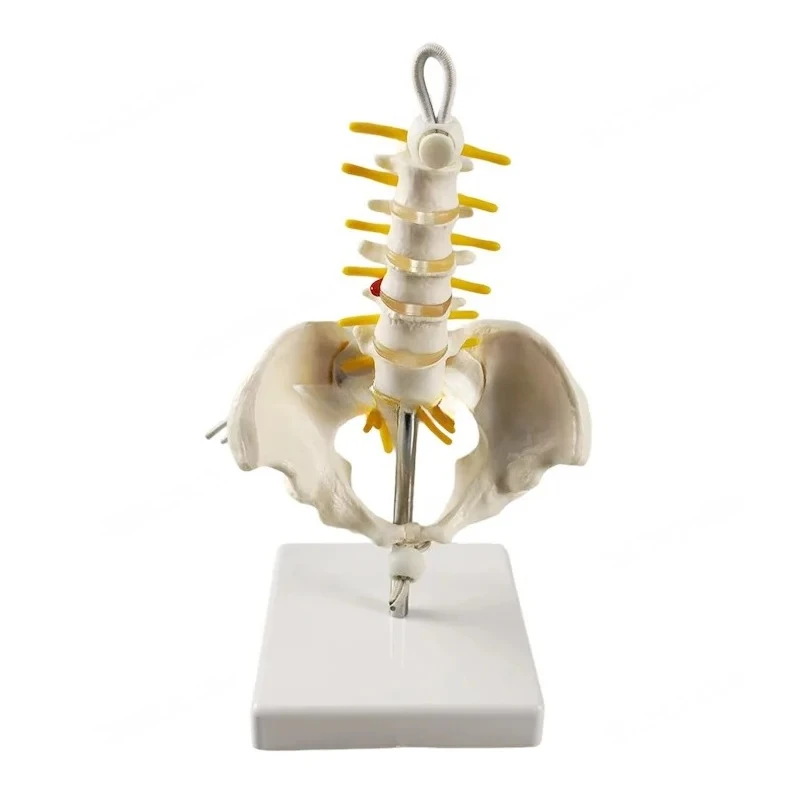 Removable Lumbar Spine Pelvis Sacrum Skeleton Model Human Anatomy Educational Teaching Model