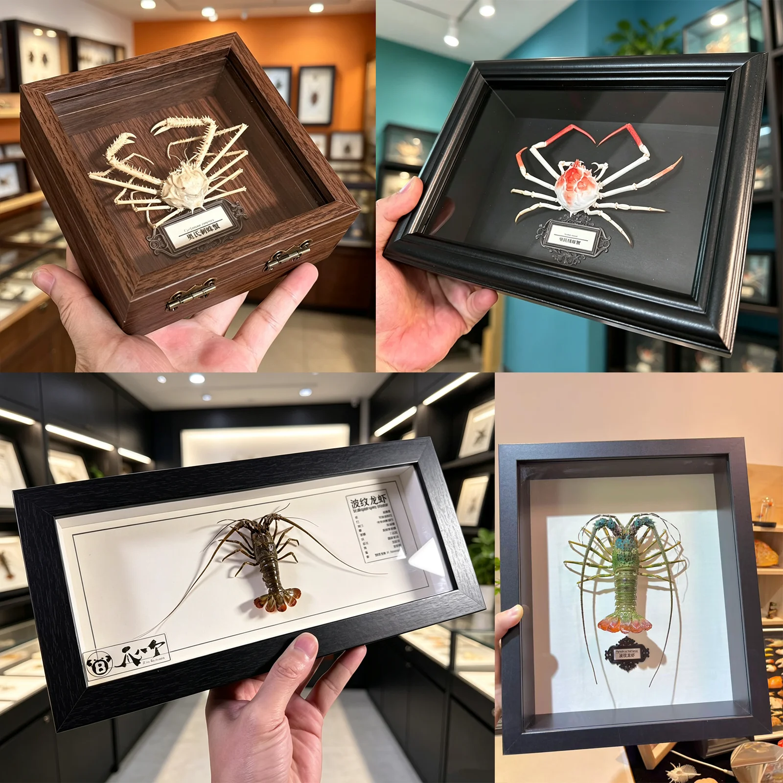 Real Crab Taxidermy Framed Preserved Lobster Specimens Collection Tabletop Handmade Wall Art Decoration Artwork Ideal Gifts