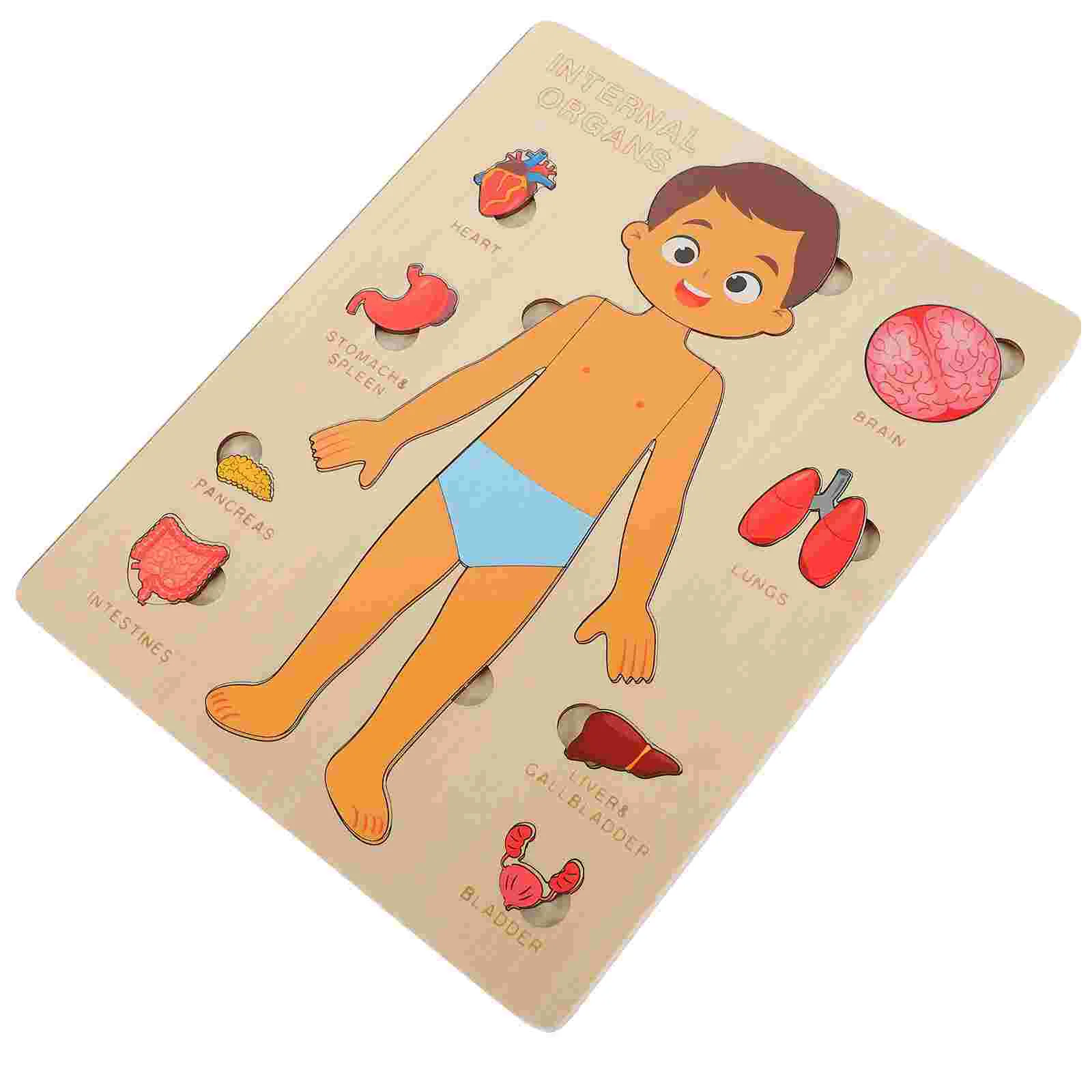 Human Body Structure Puzzle Wooden Organs Puzzles Toy Anatomy Model Cognitive Children Learning Parts Recognition Toys