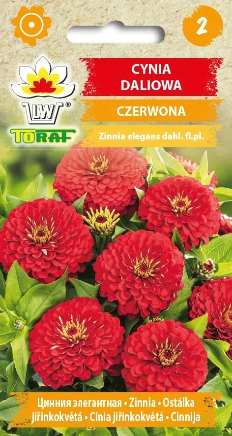 Rode dah cynia bloemzaden 472 Toraf