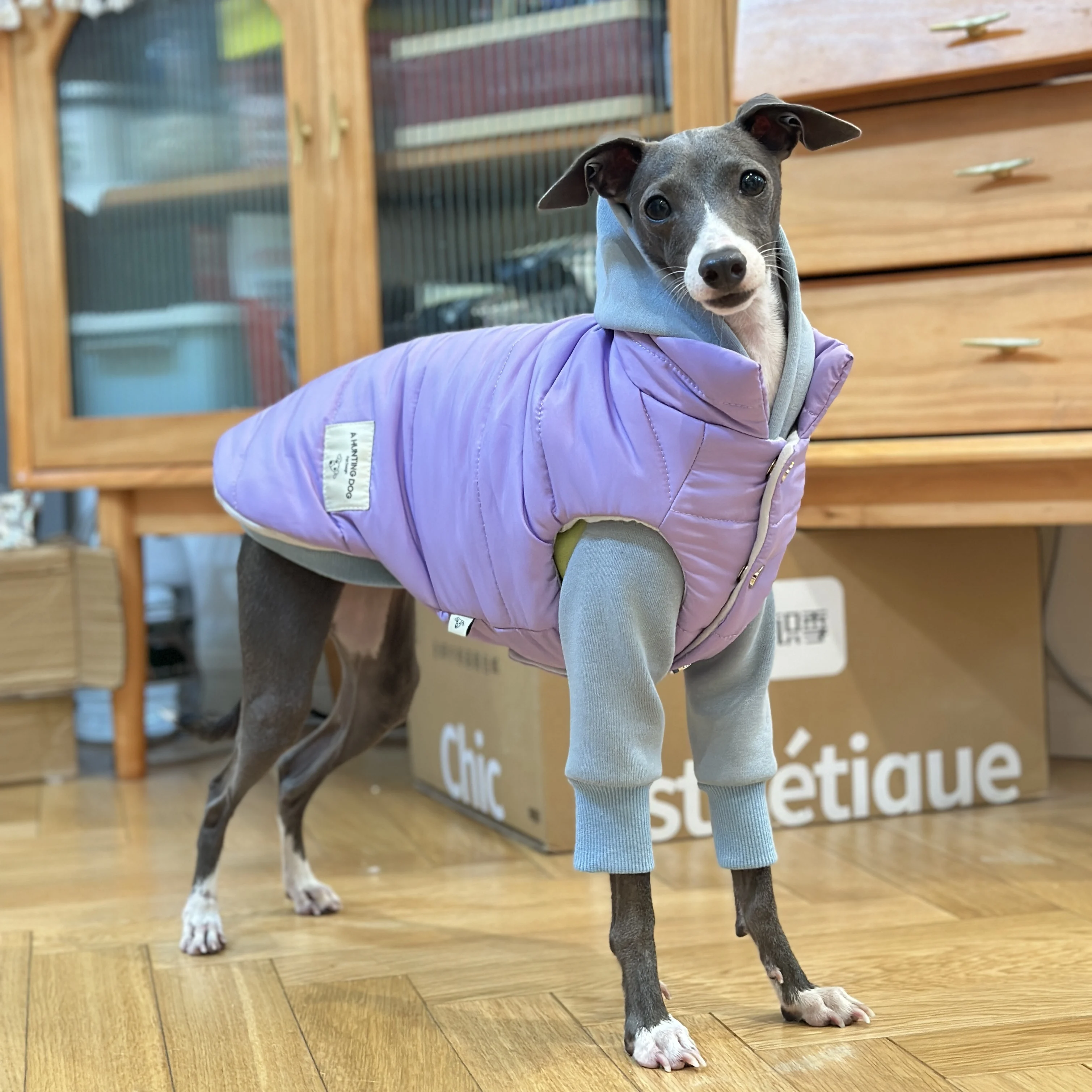 Fashion Iggy-jacket with Zipper Warm Greyhound Dog Clothes for Whippet Purple Windproof Jacket for Airless Terrier  in Winter