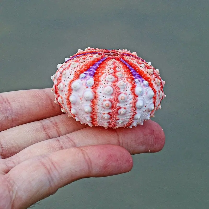 New Medal Sea Urchin Natural Conch Shell Collection Specimen Home Decoration Ornaments Natural Unstained Home Decorations view 4
