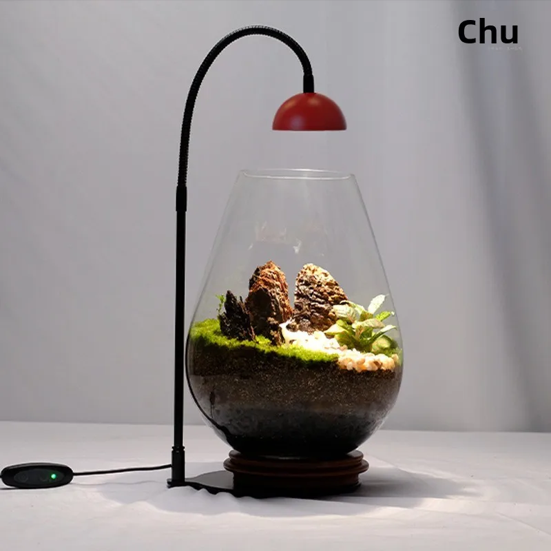 Fanong Little Red Riding Hood Shade Plant Light Micro Landscape Plant Growth Moss Plant Filling