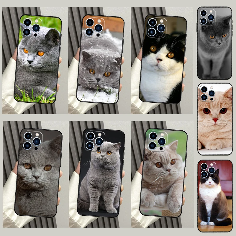 British Shorthair C… - image