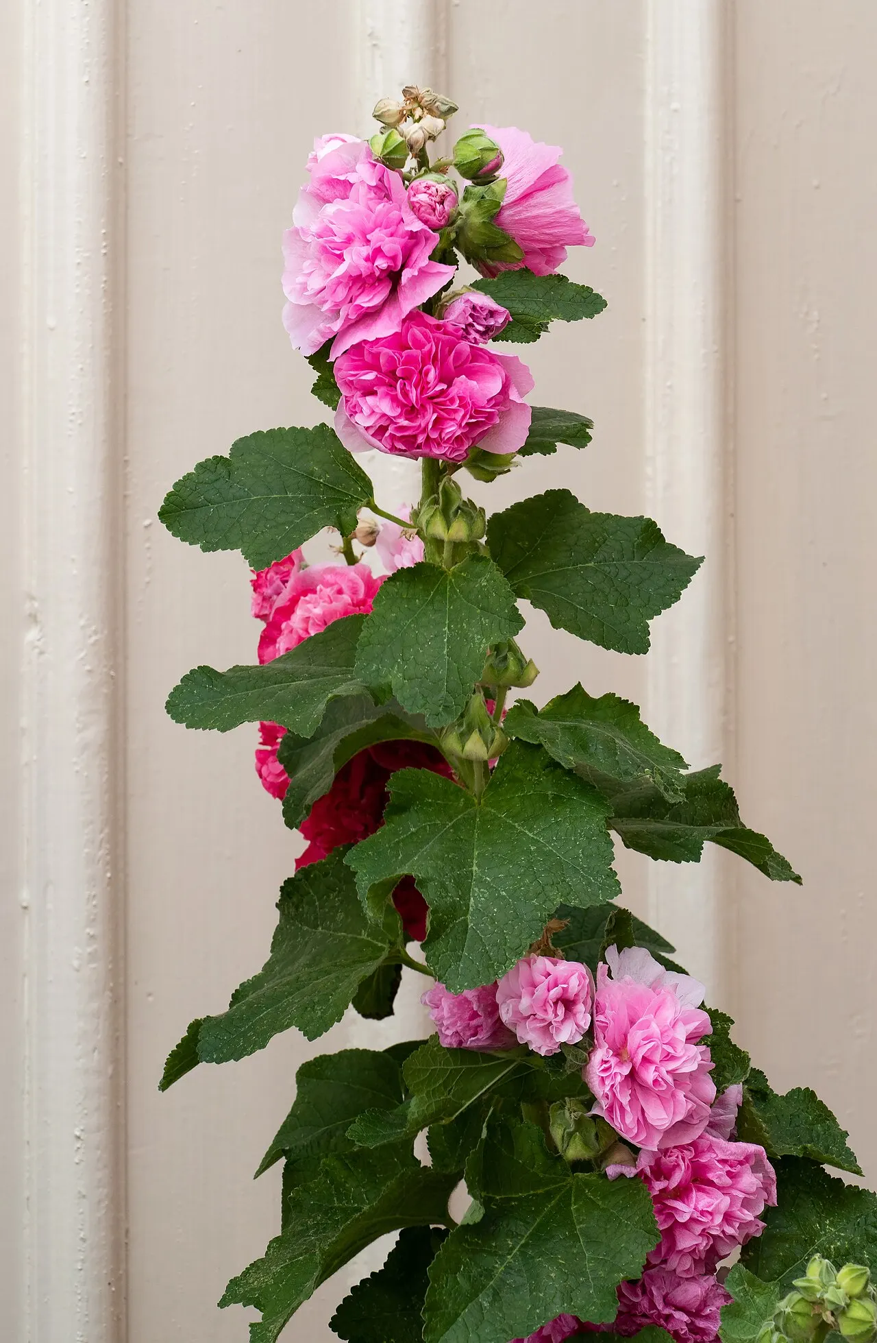 128 Uds. Semillas de Malva Real Rosa Claro, Flor de Torre para el Fondo del Jardín para Jardín, Patio y Bordes Altos