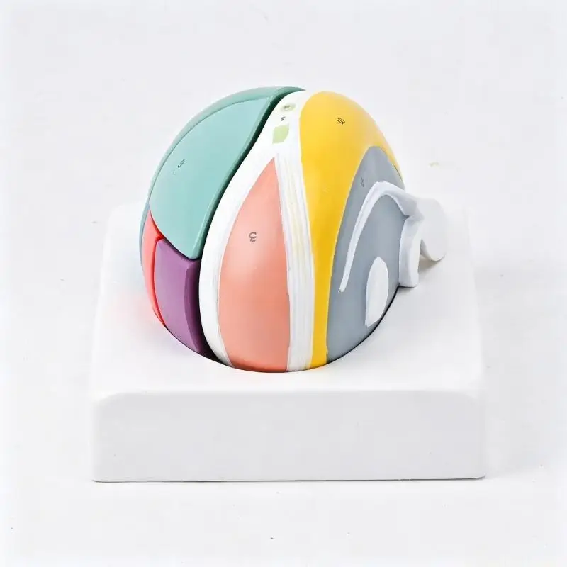 Detachable Structure Model, Enlarged Thalamus Anatomy Teaching Aid with Color Coded Sections for Classroom Demonstration