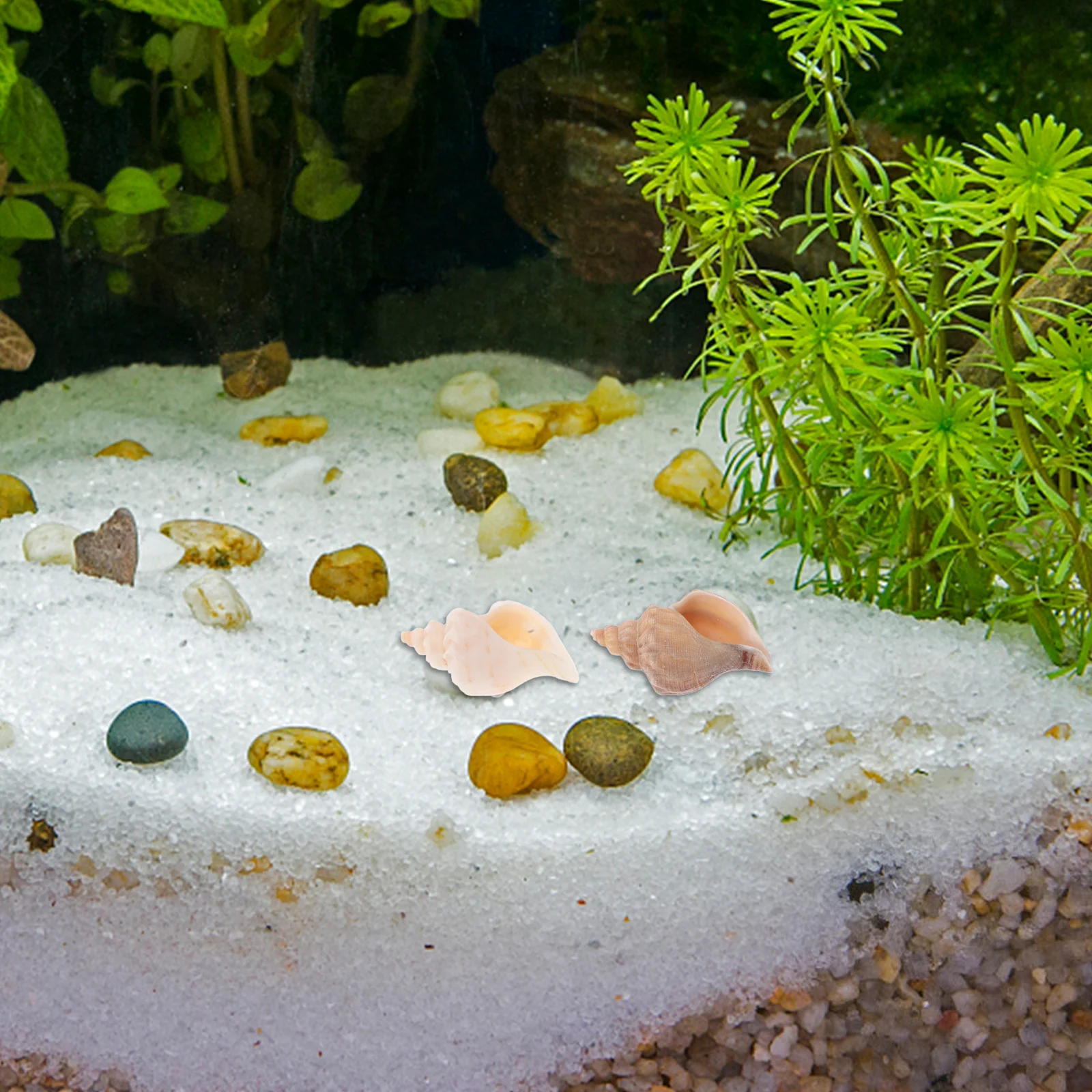 6Pcs Natural Snail Shells for Aquarium Home Shell Hermit Crab Replacement Fish Tank Decor Coastal Decor Living Room Desk - Image 4