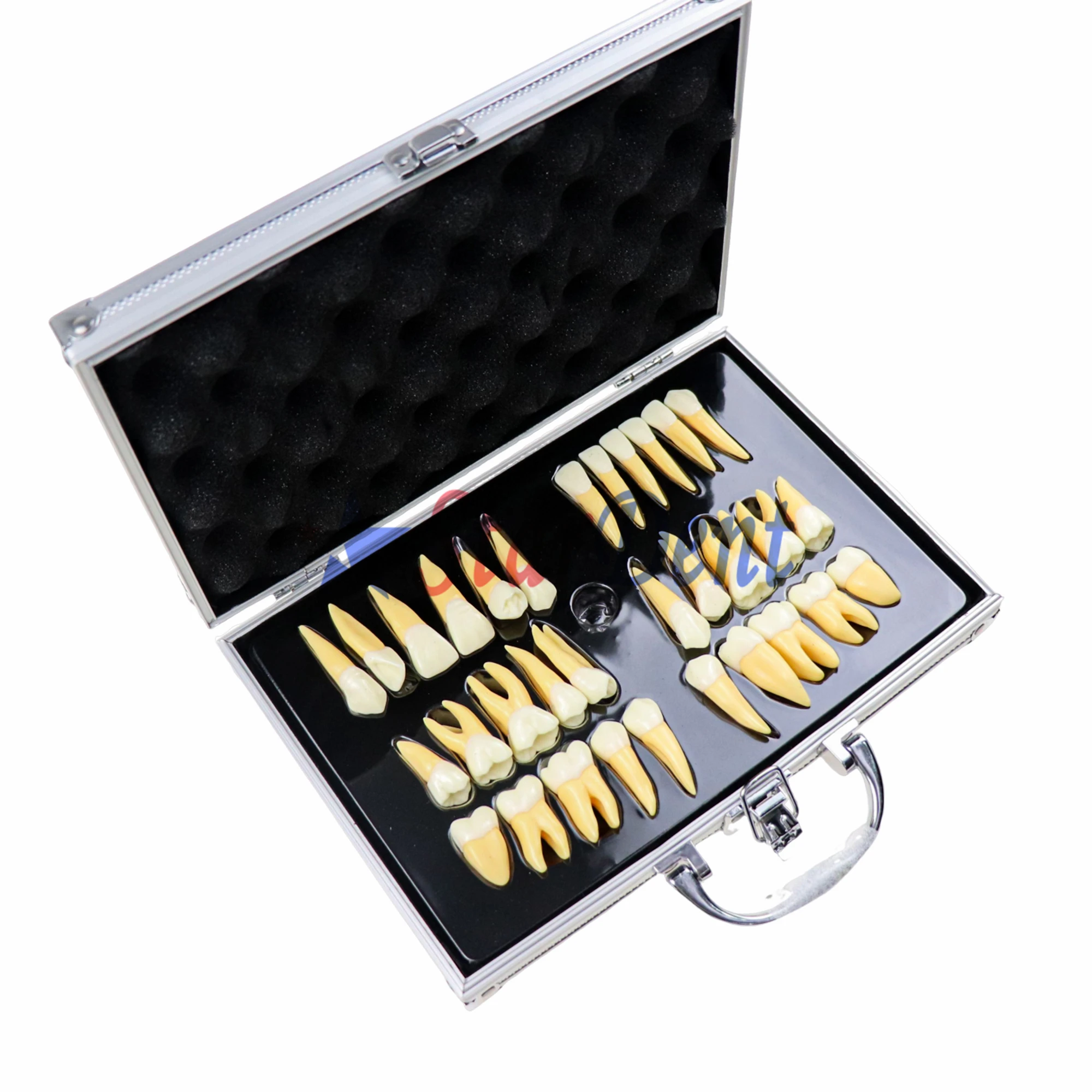 2.5X Crown Carving Resin Teeth Model 32pcs/Box Dental Practice Kit High Quality