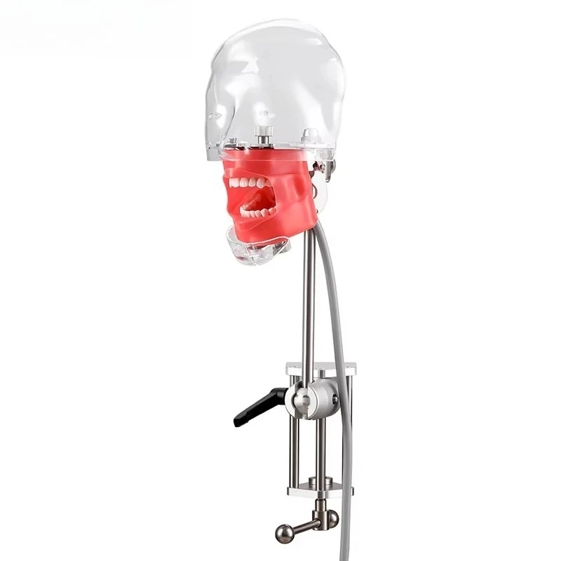 Top Quality Dental Simple Head Model Simulator Teeth Model for Practise Dentist Education Teach Studying