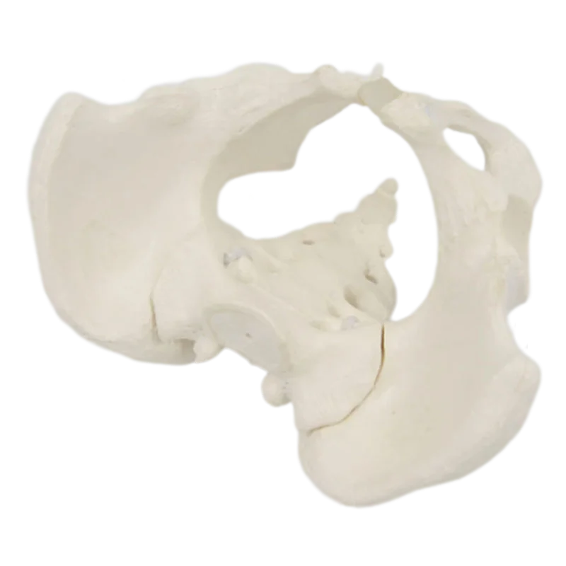 Mini Pelvis Model Human Skeleton Model 1:2 size pelvis Specimen Hip Skeleton Anatomy Medical Tool school education