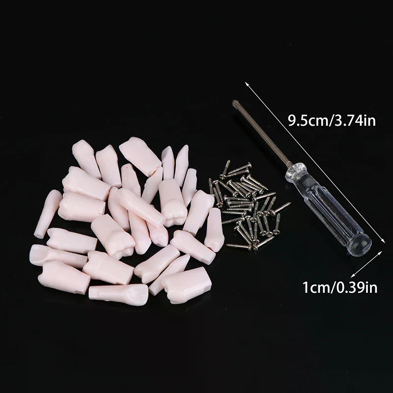 28Pcs Dental Typodont Teeth Replacement Detachable Screw-in Standard Teeth For Dentistry Preparation Training Teach