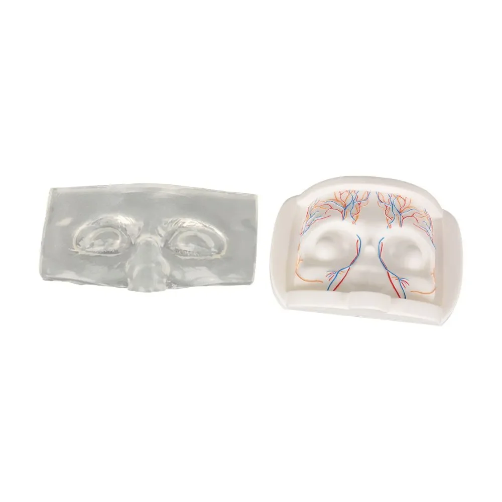 Clear Upper Facial Injection & Thread Lifting Training Model with Simulated Blood Vessels