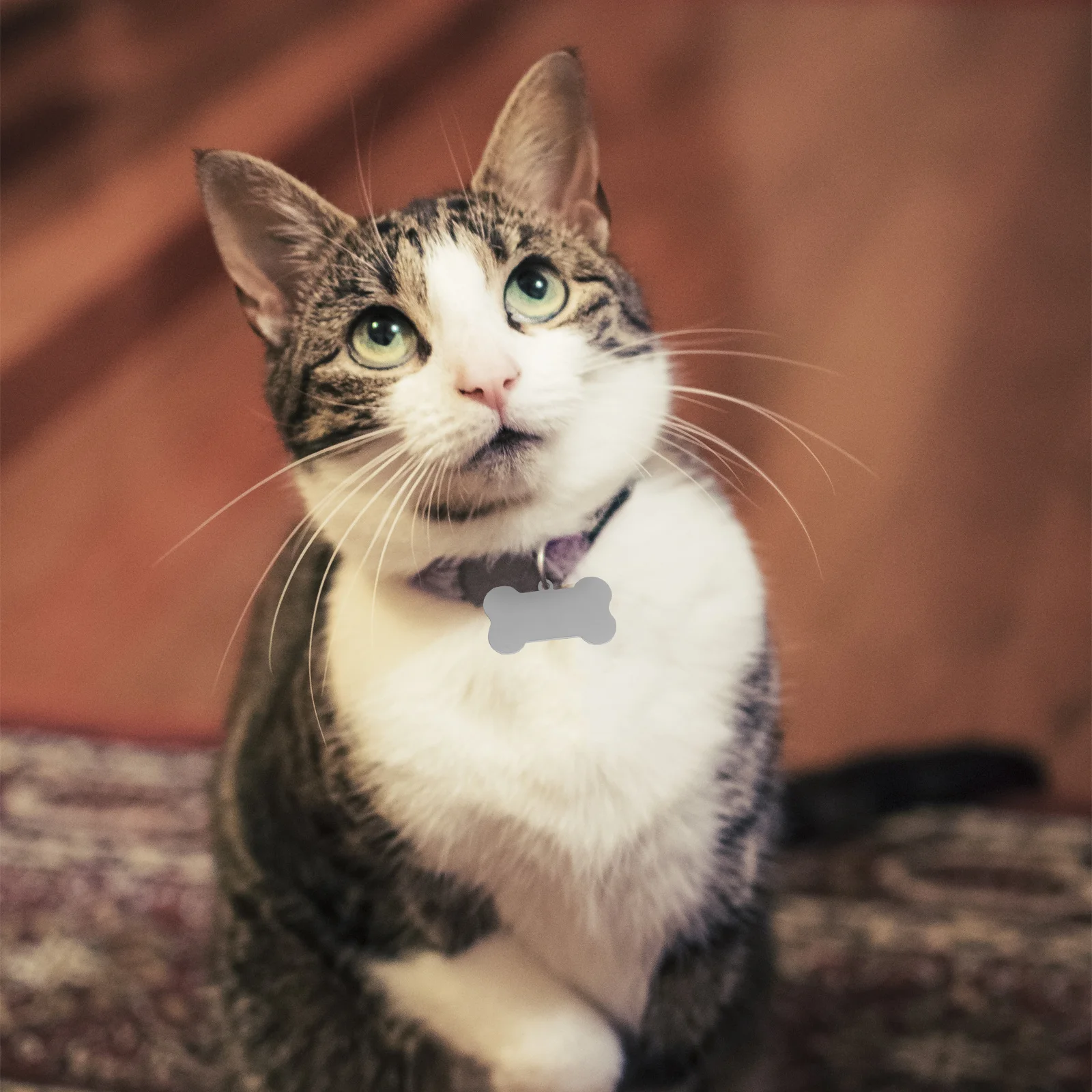 24Pcs Stainless Steel Pendants Durable Pet Tags for Dogs Cats DIY Stamping Charms Jewelry Making Stainless Steel Tag