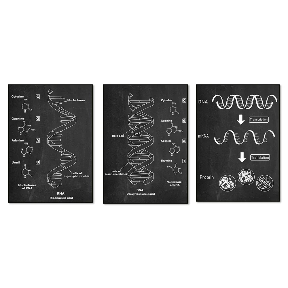 Dna And Rna Genetic…