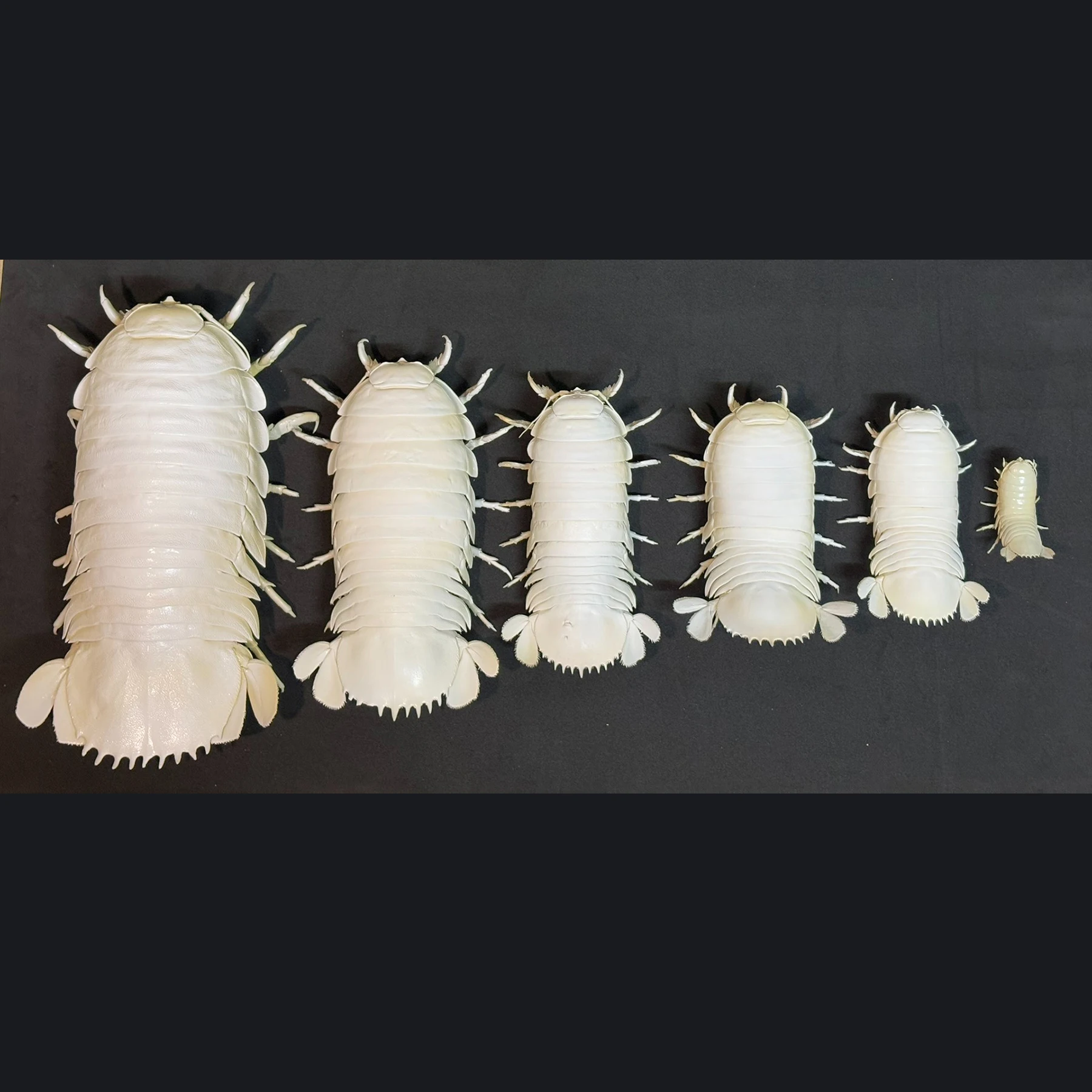 2242 Giant Bathynomus Giganteus Insect Resin Art Decoration Size 40cm Entomological Display Decoration Natural Home Accessories