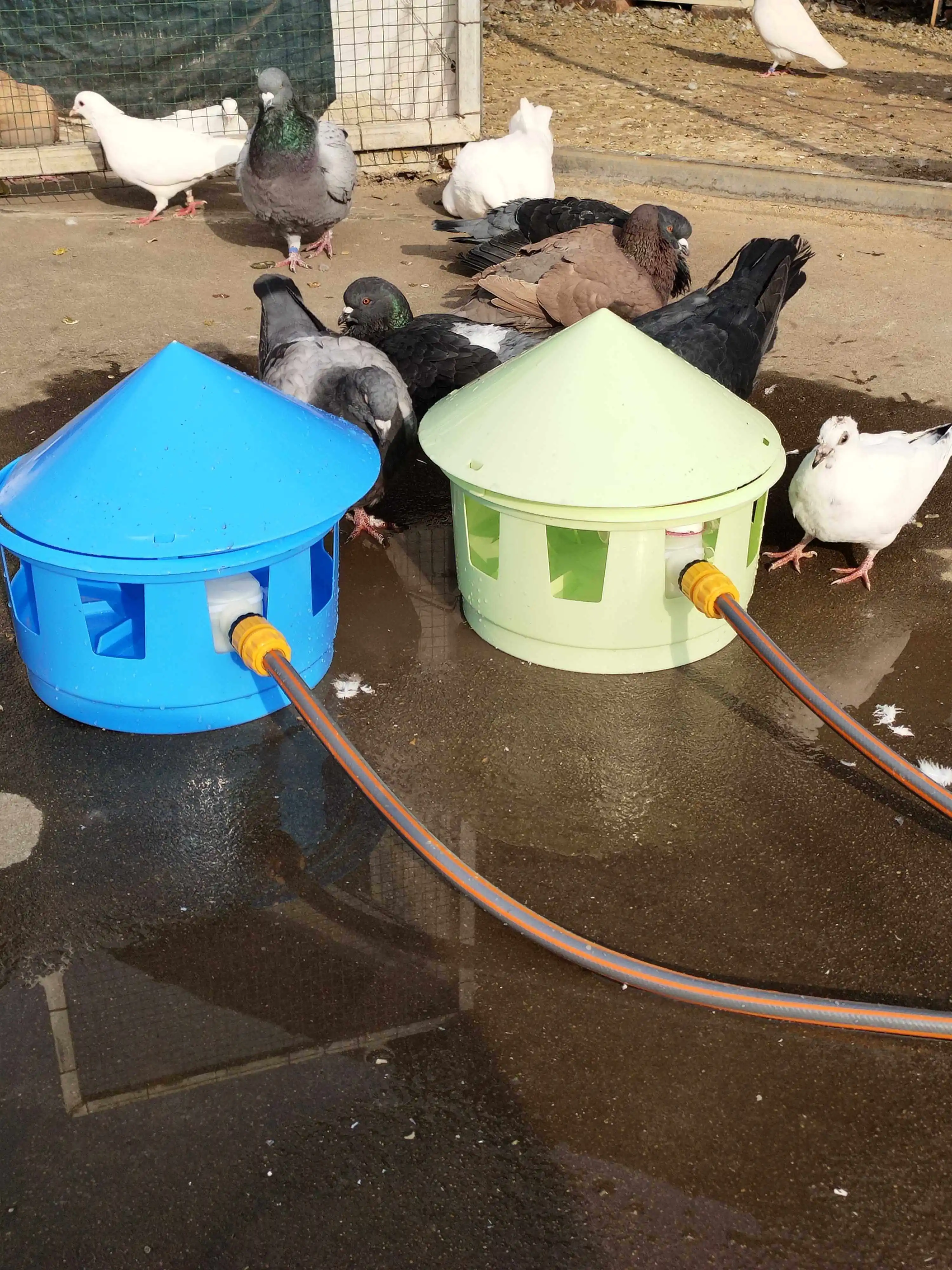 Pigeon automatic feeder Kettle letter Watching pigeon supplies Utensils Drinking water feeder Low timing dosing