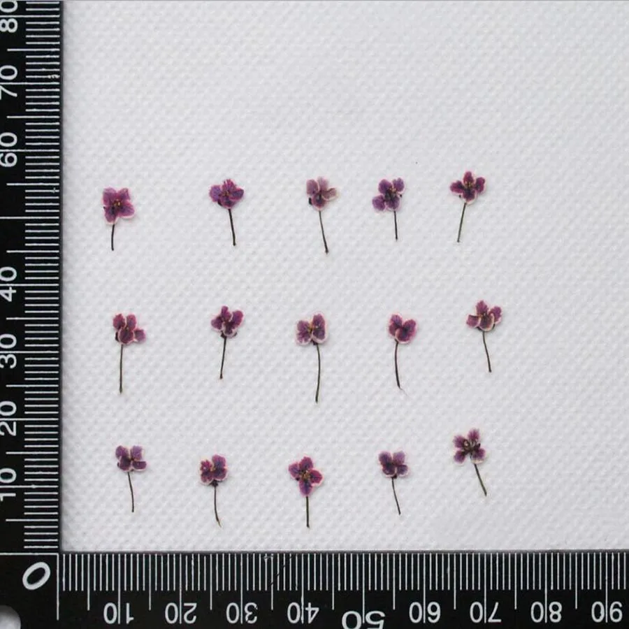 Thumbnail 4 - #5 Trending Dried Flowers Right Now