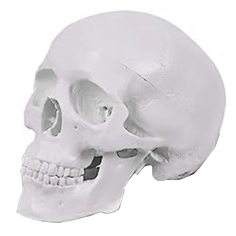 Mini Human Skull Model, 3 Parts Anatomical Skull Model With Removable Skull Cap And Articulated Mandible Durable