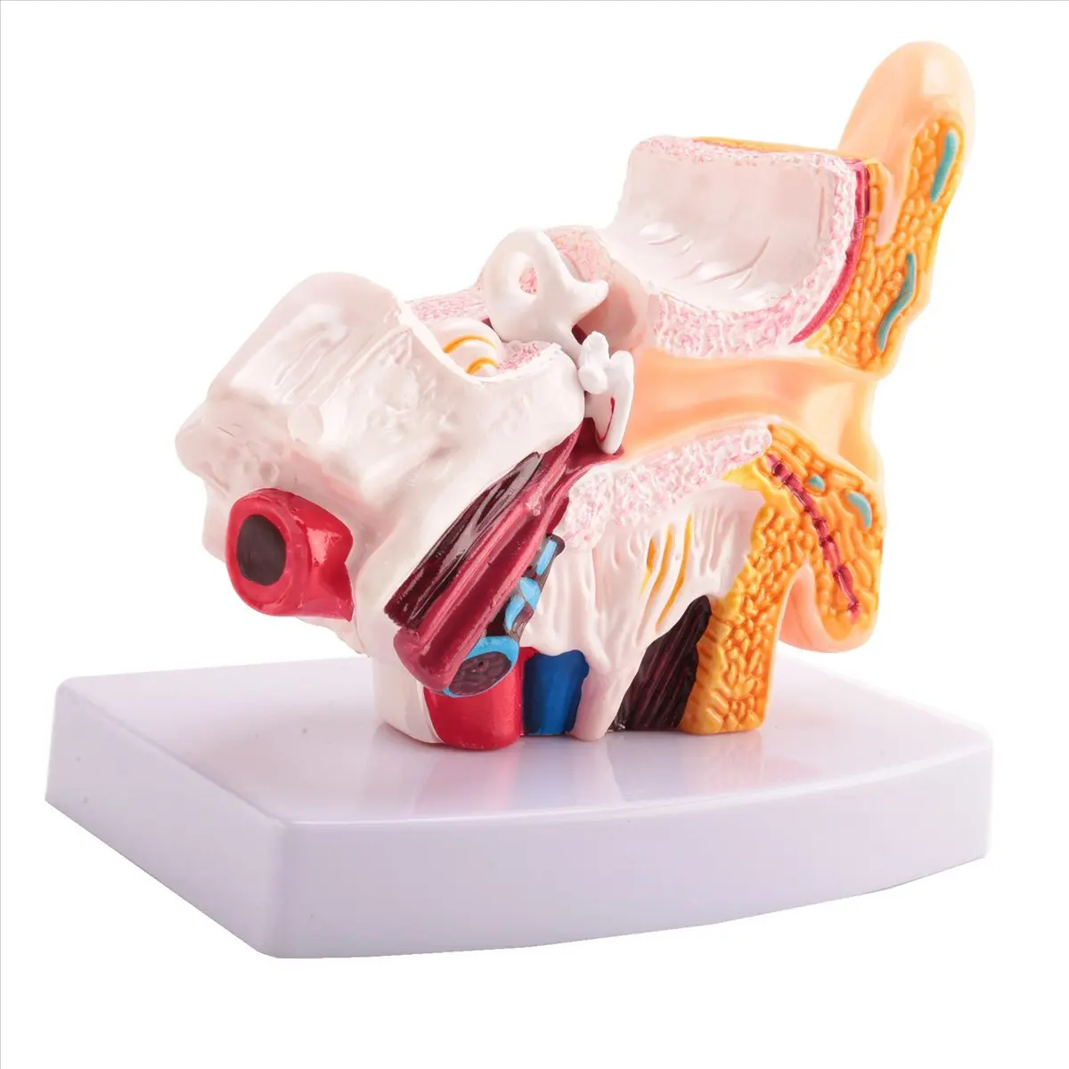 Power Tool Sets 3pcs 1.5 Times Human Ear Anatomy Model Showing Organs Structure of the Central and External Ears Teaching Suppli