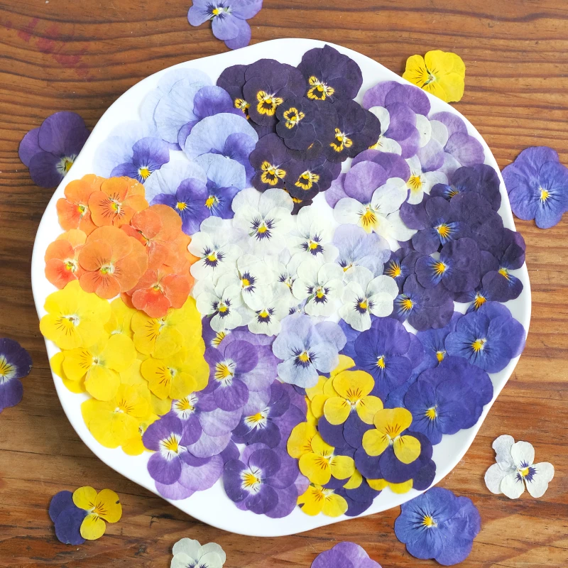 Nature Pansy Epoxy Plowers DIY حافظة الهاتف المحمول المرجعية بطاقة المعايدة ، زهرة مجففة تنقش بالتنقيط الغراء مجوهرات ، ماكياج البتلة ، 12 قطعة