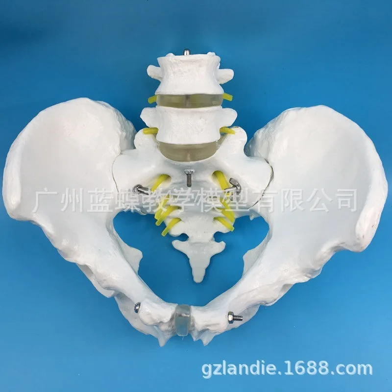 Natural Male Pelvic Model with Two Lumbar Spine Medical Teaching Mold Factory Direct Sales Nationwide Free Shipping