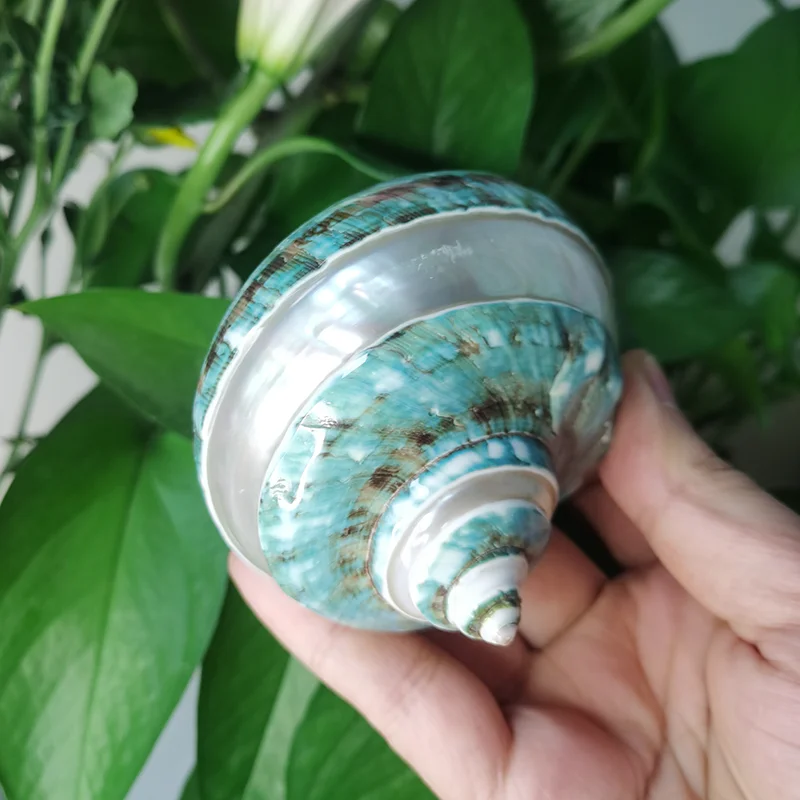 Large Polished Banded Jade Turbo Shells Natural Green Hermit Crab Shells Beach Crafts Nautical Decor Large Hermit Crabs 9CM-11CM