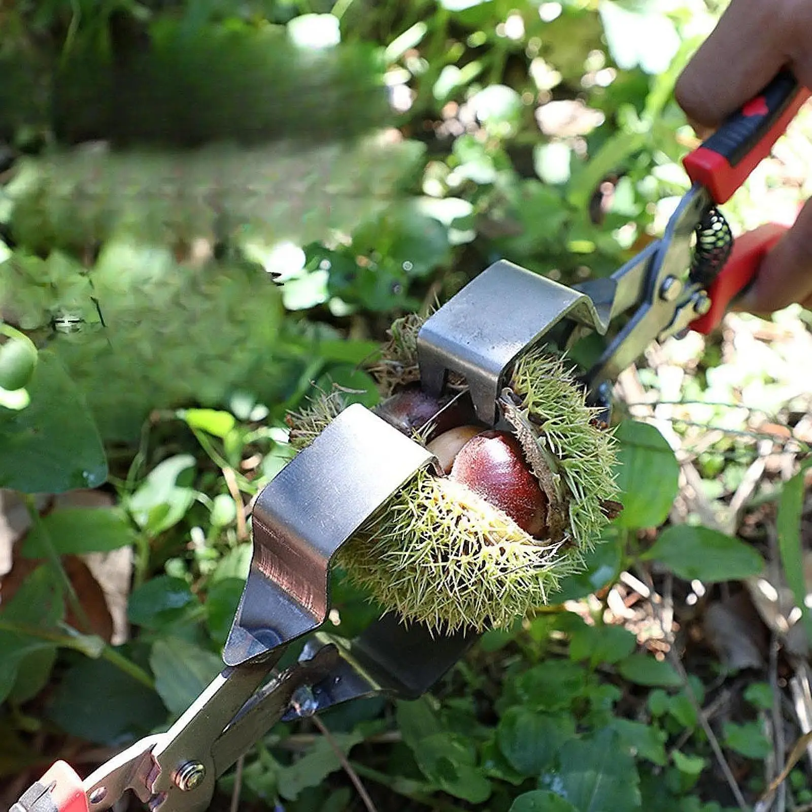 Chestnut Burr Remover Chestnut Shelling Tool for Farm Planting Outdoor