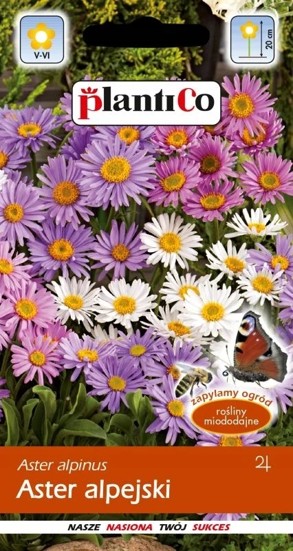 Alpine Aster 0,3g PLANTICO - Graines de fleurs pour le jardin, plantes vivaces, floraison abondante