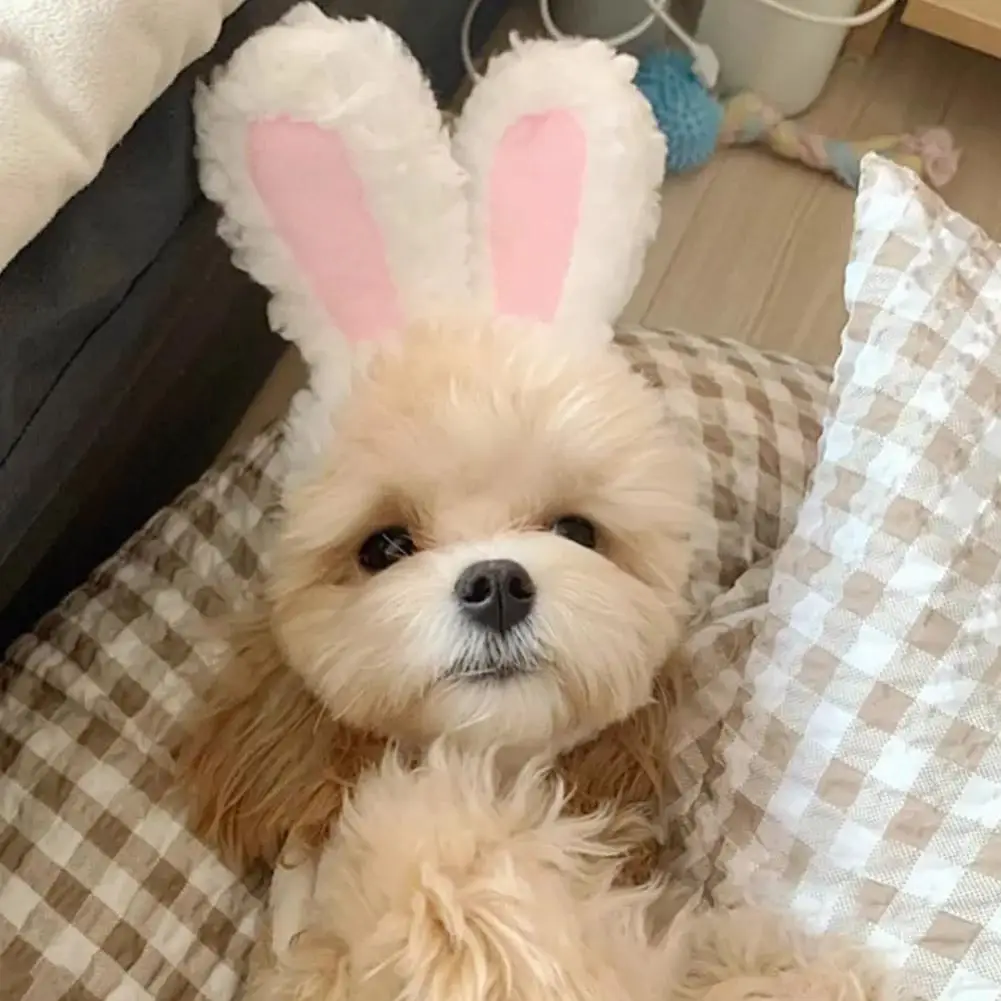Cat Decorative Pet Products New Warm Cat Head Cover Rabbit Ear Plush Hat Lamb Accessories Pet Hat Cat Clothes  S9M7