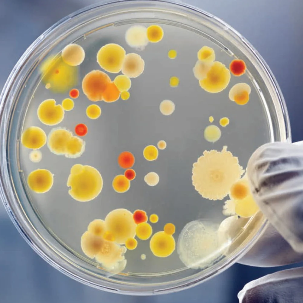 

30Pcs 90mm Transparent Petri Dishes for Kids Science Experiments Durable Reusable Plastic Laboratory Set Culture Petri Dish