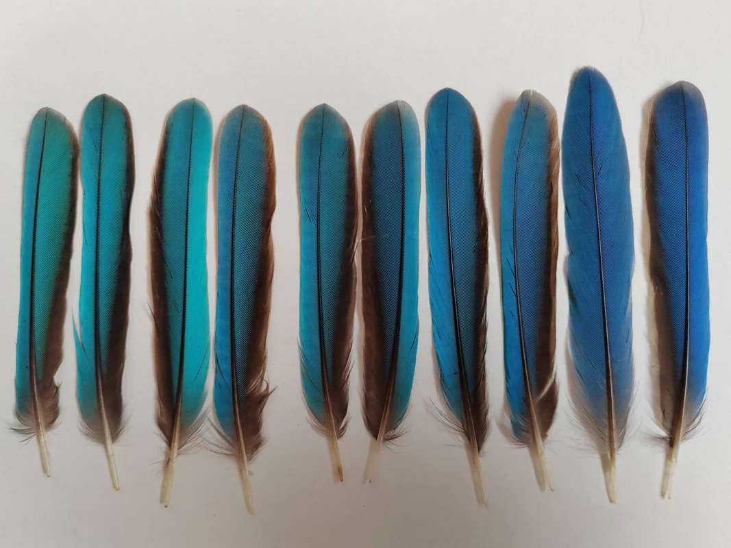 Small Feathers! 10Pcs/lot!8-10CM  Long Shinly BLUE Kingfisher Feathers,Collection of Naturally Shed Feathers