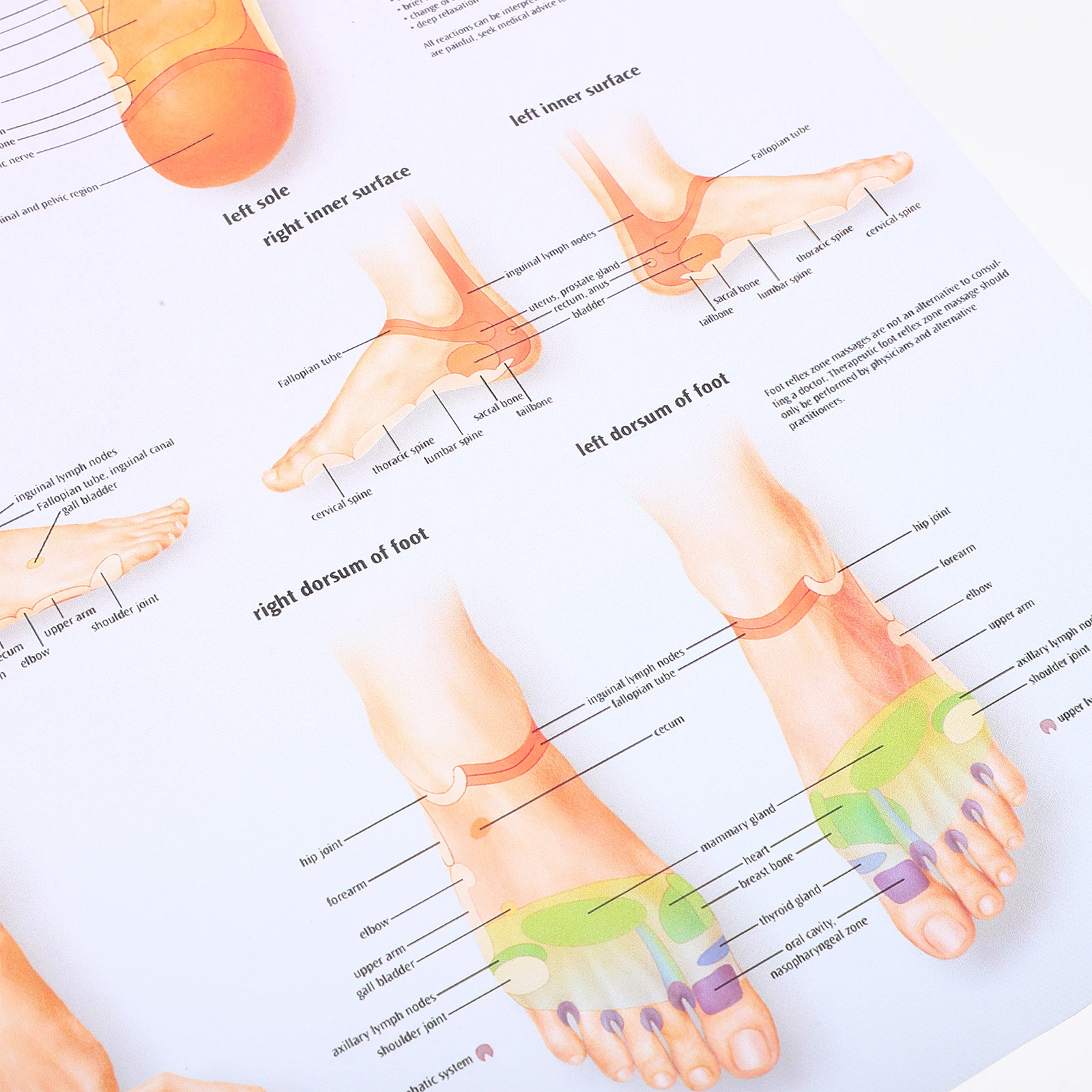 Foot Reflexology Chart Poster For Professionals Medical Teaching Tool Foot Massage Wall Art Office Home Decor 60X90Cm