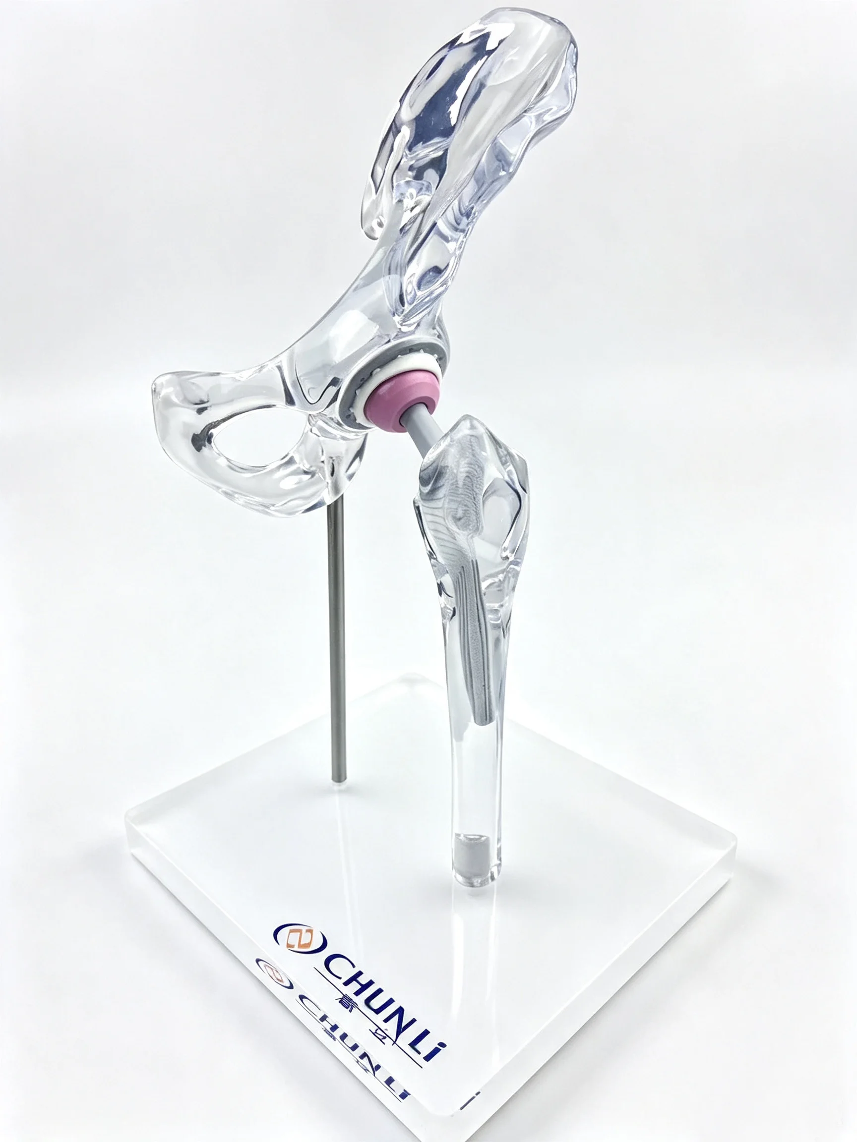 Transparent Hip Joint Model 1