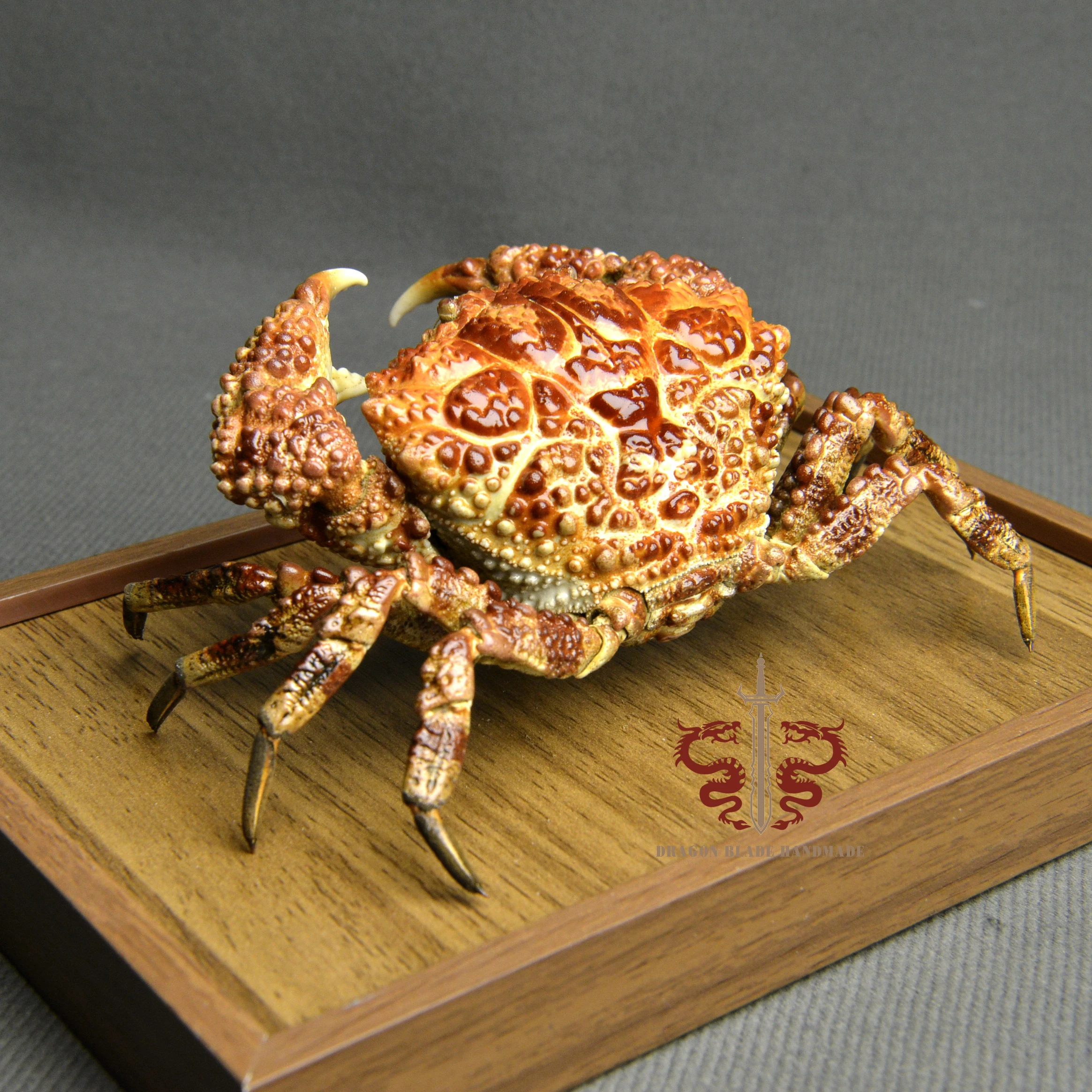Crab specimen Demania baccalipes, museum-quality taxidermy & display box, Collection Home Decor Ornament Desk Decoration