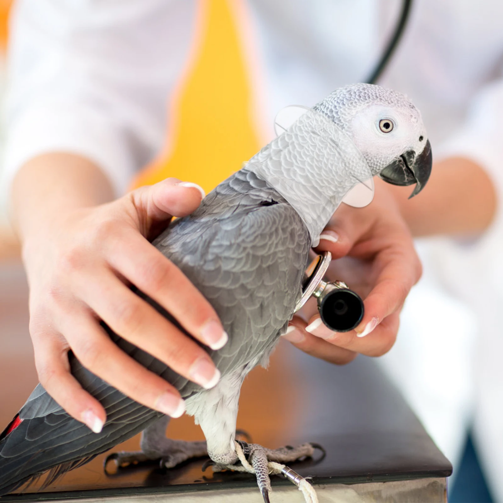 

Durable Parrot Anti-Bite Collar Acrylic Bird Neckband For Macaw Easy Disassemble Multiple Sizes S M Supplies Bird
