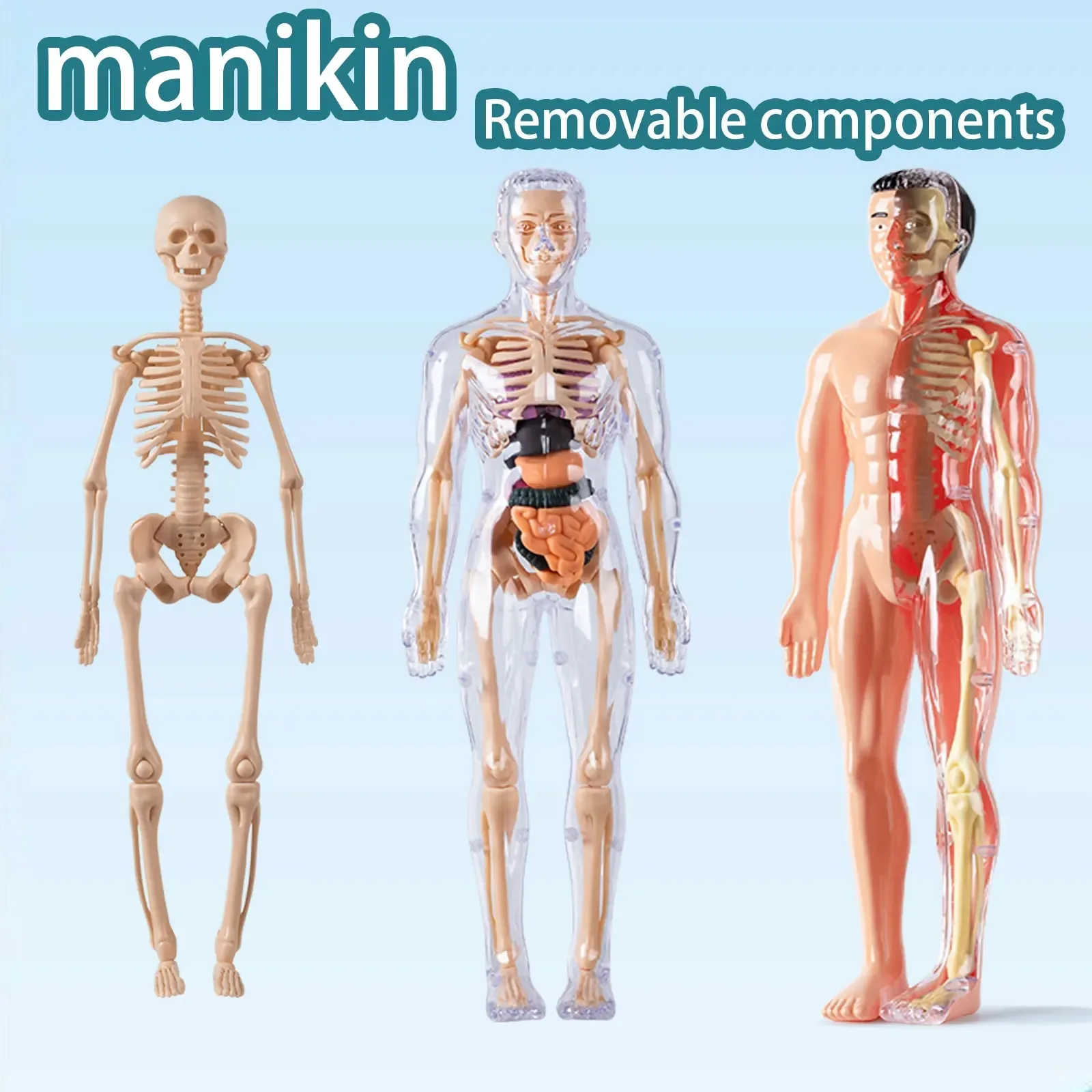 

3D Human Body Torso Model for Kid Anatomy Skeleton Removable Simulation Organ and Skeleton Detachable Bone Body Education Models