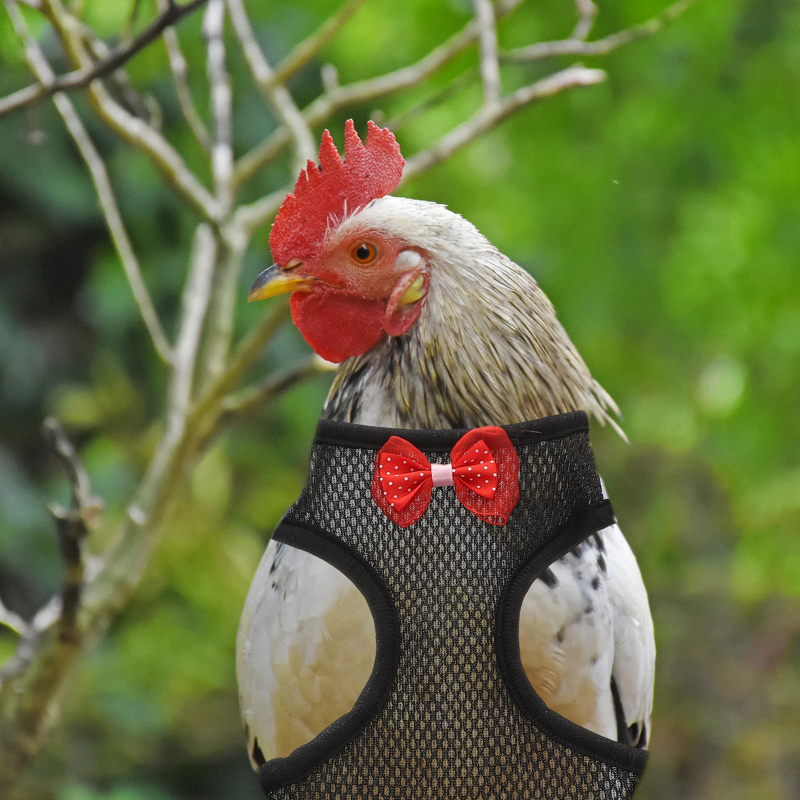 

Pet Chicken Strap Rooster Harness Chickens Harnesses Leash and Hen Poultry for Running