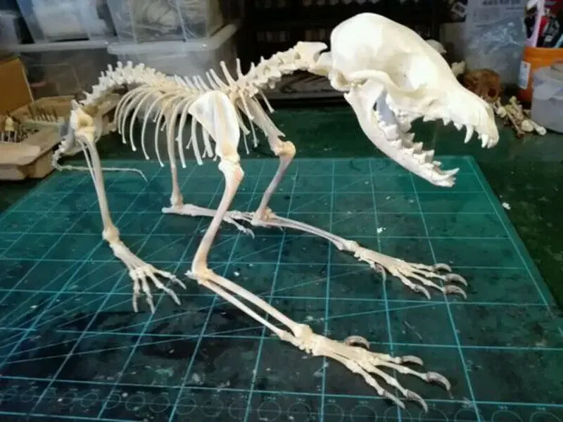 1 Pcs Real Complete Fox Skeleton Specimen. Real Animal Bone. Not Installed.DIY