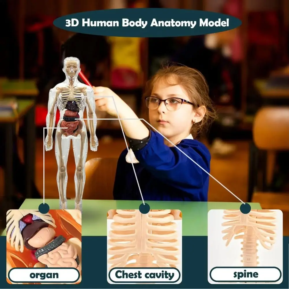 3D 人体解剖学モデル 2 種類の科学早期学習子供教育玩具子供プラスチック DIY 骨格おもちゃ学生ギフト