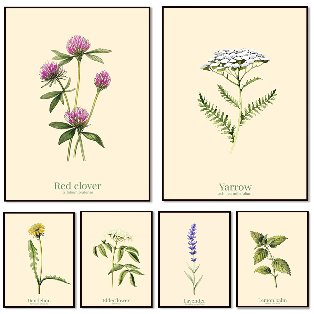 Lavender，Dandelion，Lemon Balm，Calendula，Yarrow，Elderflower Wild Herbs Poster - Botanical Print Decor Wall art