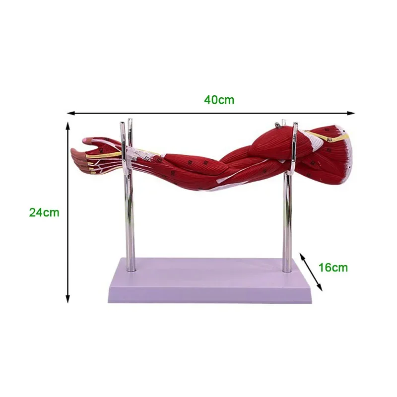 Human Small‑Sized Limb Muscle Structure Model Upper Lower Limbs Vascular Nerve Anatomy Model