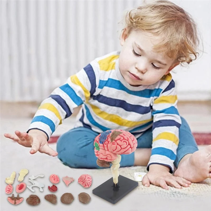 -A25M جديد 4D نموذج الدماغ البشري للأطفال التدريس العلمي نموذج تشريحي مختبر عرض نموذج لتقوم بها بنفسك تجميع نموذج