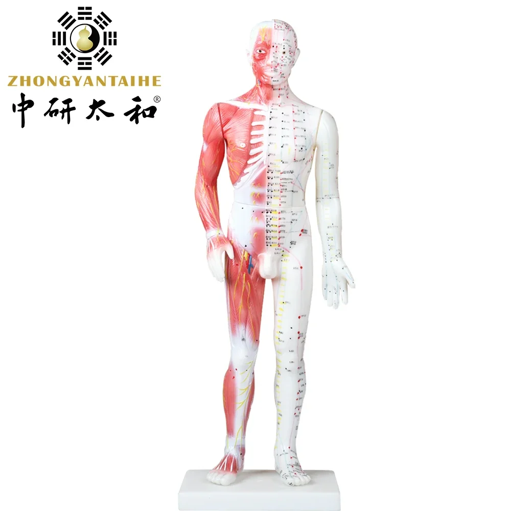 

85cm Male Human Acupuncture Points&Muscle Model Acupuncture Point Model Muscle Anatomy Model