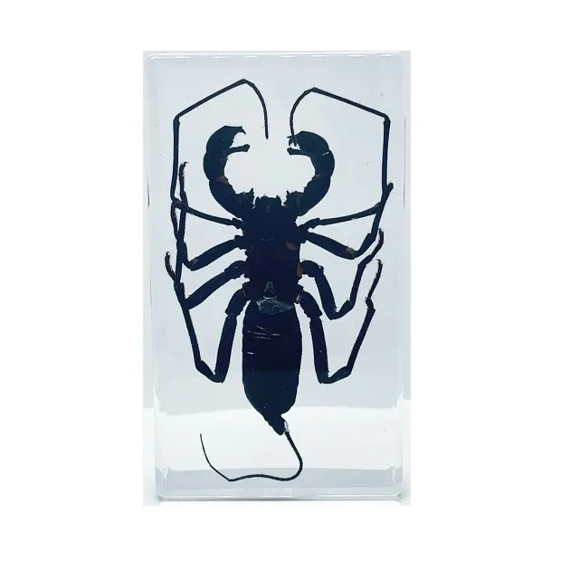 Authentic Insect Specimen: A Unique Display of Nature's Minutiae,Eco Friendly,Durability, Educational Specimen collection