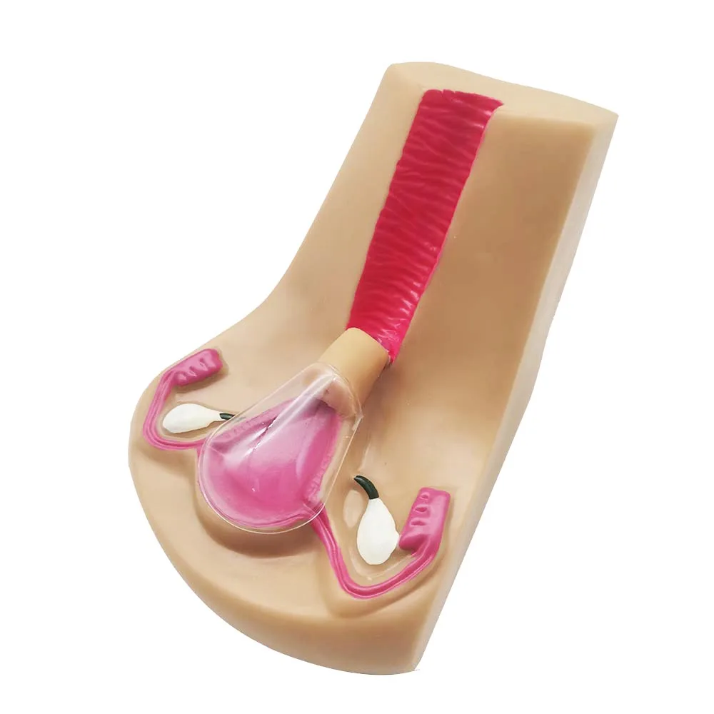 نموذج جهاز منع الحمل داخل الرحم للإناث ، محاكي تدريب اللولب العلامة التجارية الجديدة #2