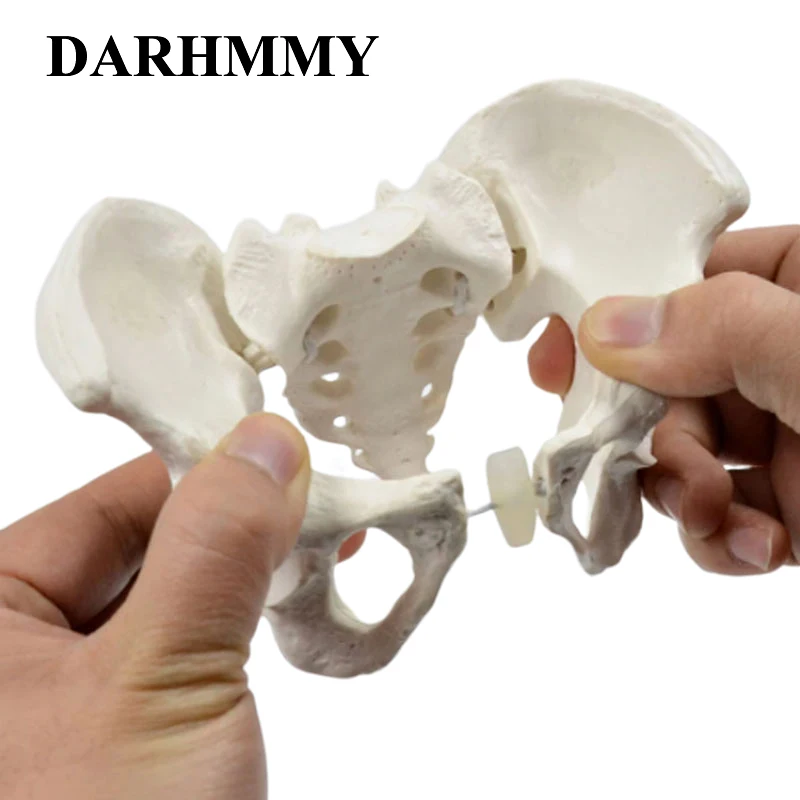 

DARHMMY мини-модель таза, модель человеческого скелета, размер 1:2, образец таза, анатомия скелета бедра, медицинский инструмент, школьное образование