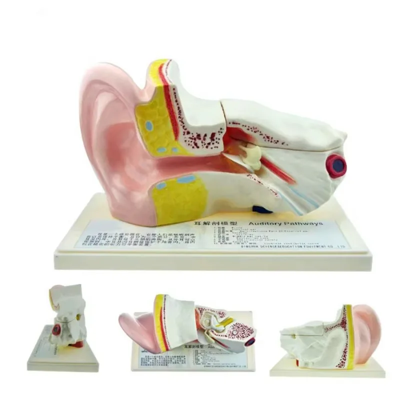 Ear Anatomy Model Human Ear Model 5x Enlargement Detachable Medical Teaching Demonstration Inner Ear Table Model