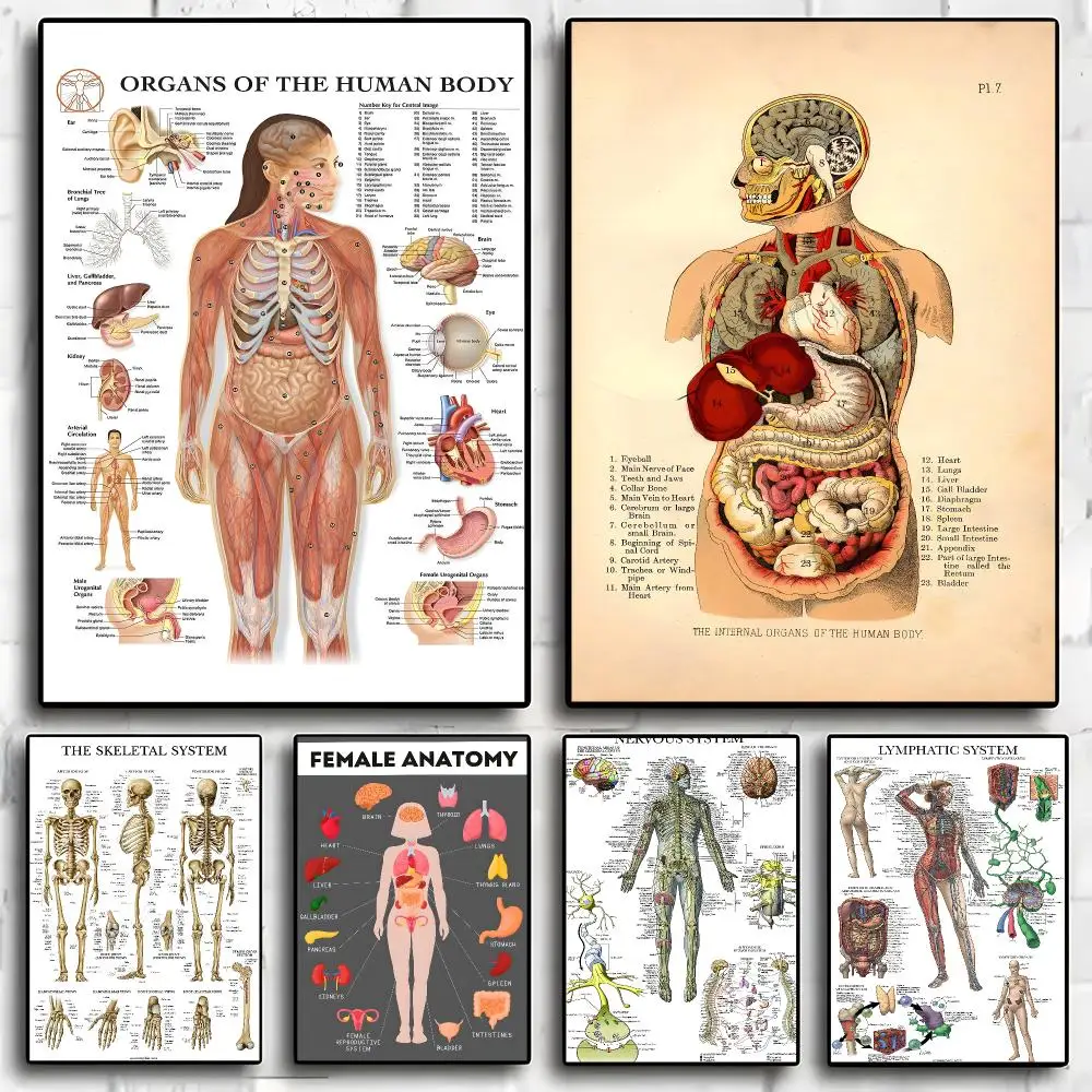 Design Human anatomy diagram Painting Calligraphy Exhibition poster photo oil painting canvas synthetic fiber for living dining