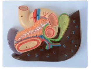 Liver, Pancreas, Spleen, Duodenum and Stomach Model Medical Science Simulator Educational Aids Teaching Tool for School Students