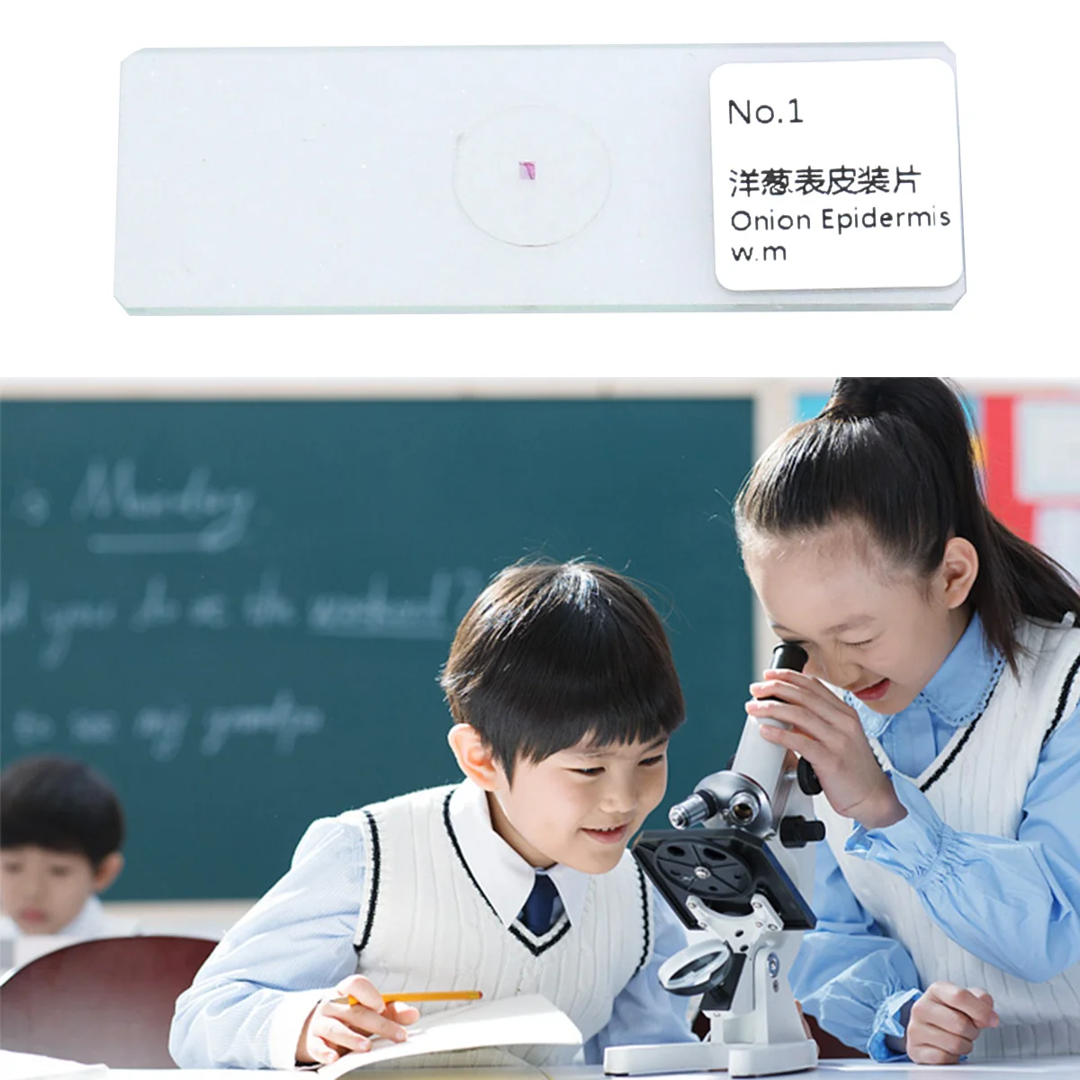 10 pcs /Set Biology Prepared Slides Microscope Specimens Kit Glass Samples For Kids Students Insects Plants Animals Science